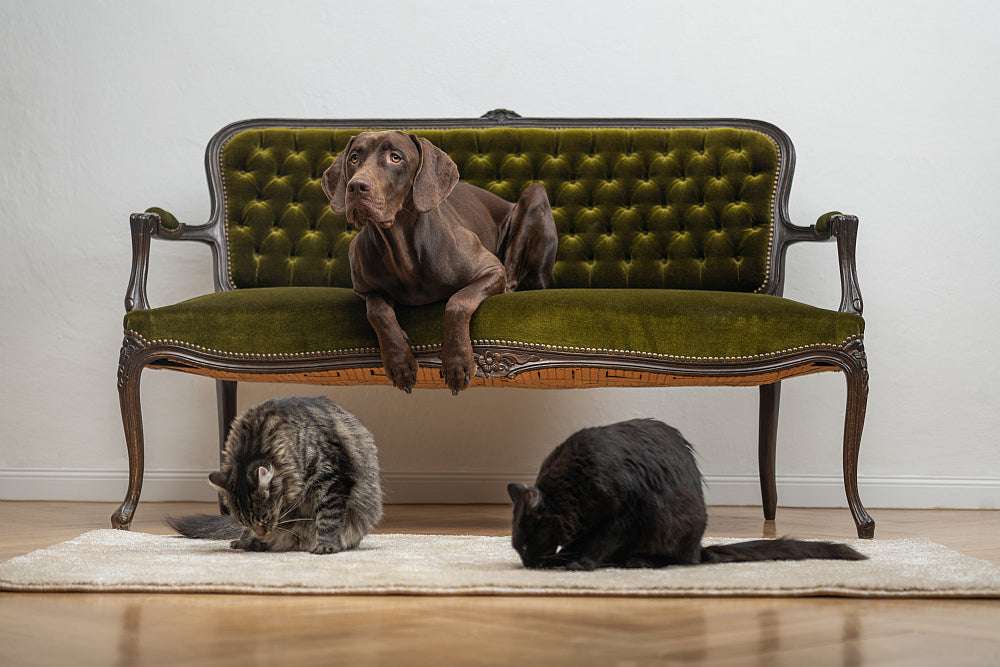 KATZEN.