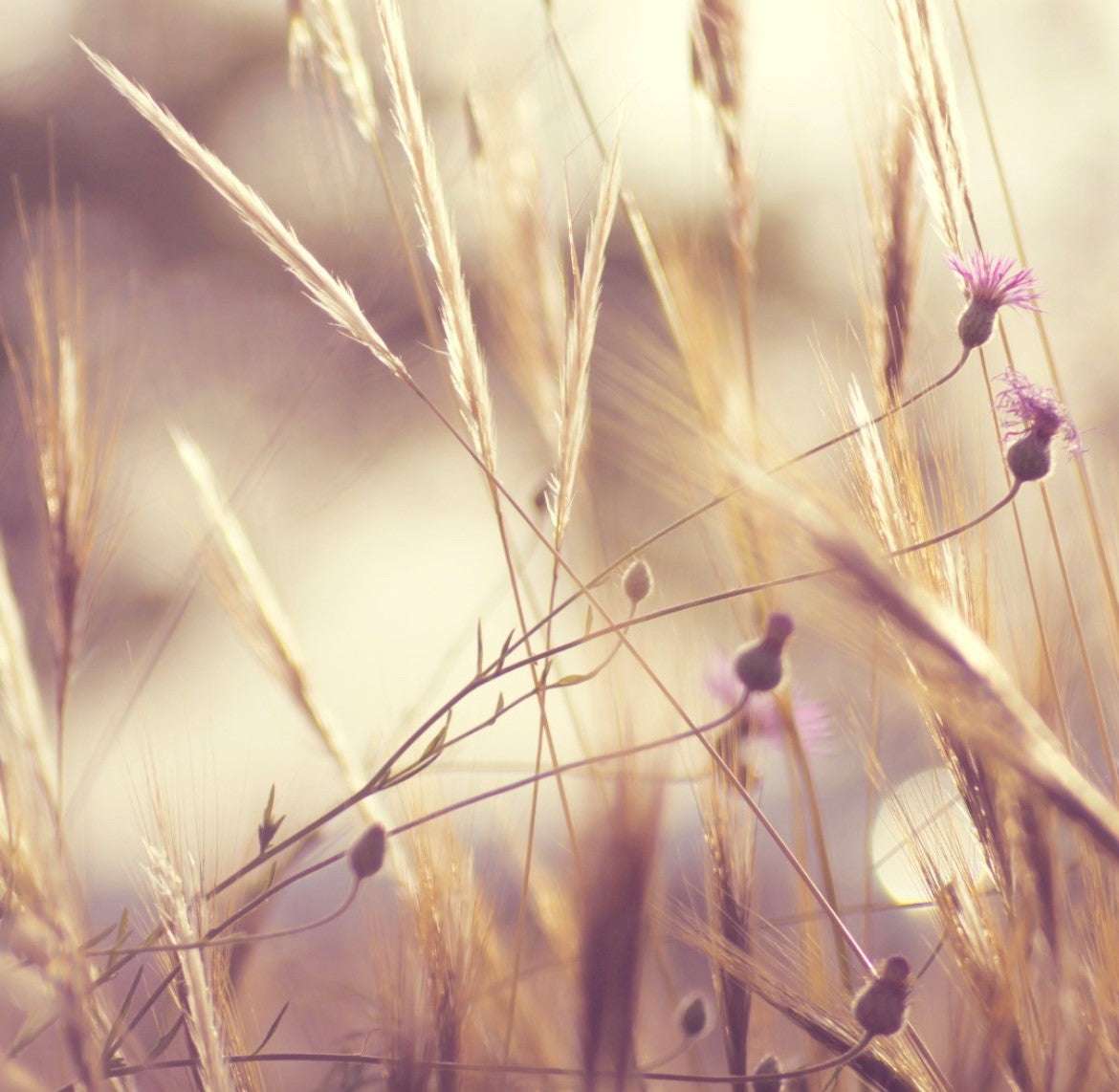 HAIR NECTAR – HAARÖL.