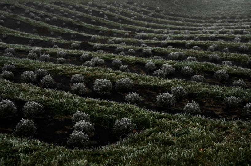 Lavendelpflanzen am March Lavendelhof in der Steiermark