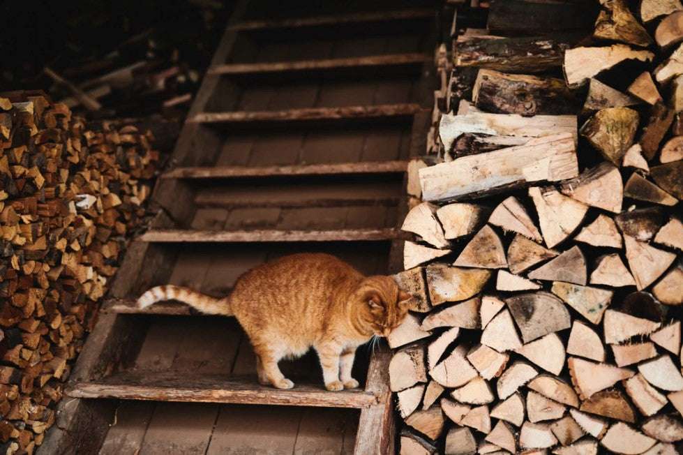 Glücksbringer rote Katze am Lavendelhof von March