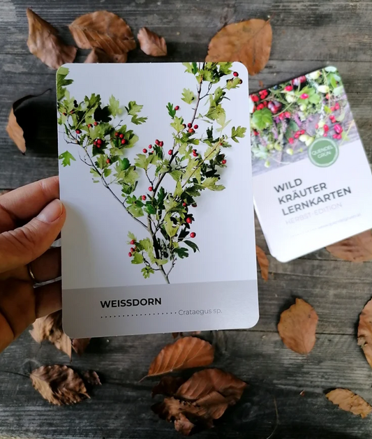 WILDKRÄUTERKARTEN - HERBST EDITION.