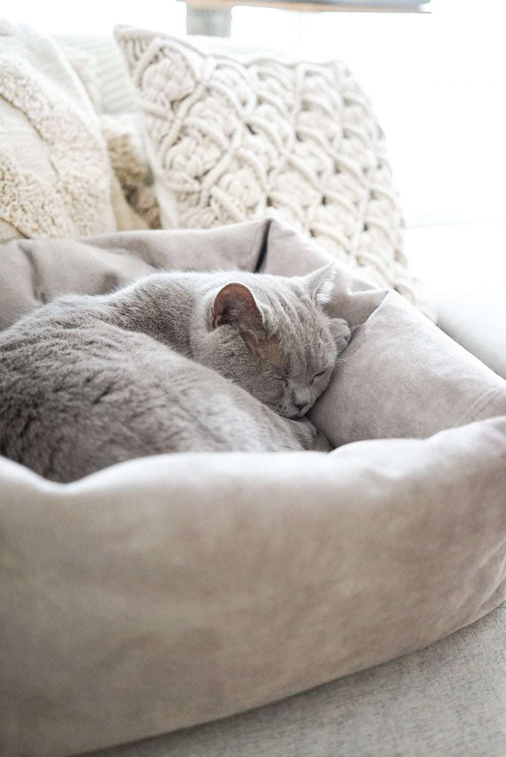 KATZENBETT DREAMIE.