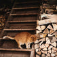 Glücksbringer rote Katze am March Lavendelhof in der Steiermark
